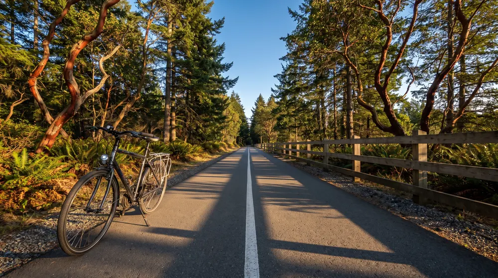 Generated scene: a paved two-lane trail with a white centre line runs straight through firs and red-barked arbutus trees, an empty bicycle on its kickstand at the edge, late-afternoon sun.